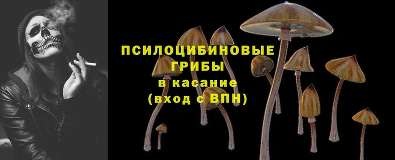 купить закладку  Пыталово  MEGA маркетплейс  Псилоцибиновые грибы Magic Shrooms 